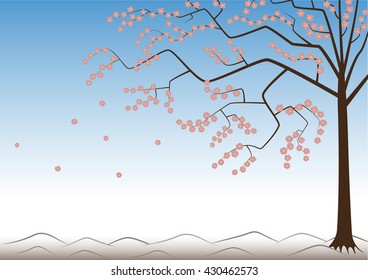 Blooming sakura