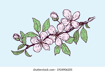 Blühender Sakura Ast. Vektorgrafik.