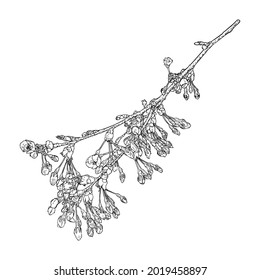 Blooming Sakura from garden. National spring flowers and twig of Japan. Cherry blossom botanical illustration from real tree branches. Black and white vector.