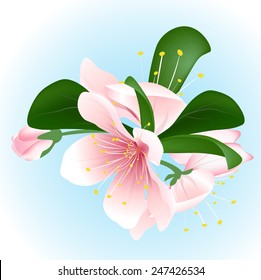 Blooming sakura isolated on blue background. Vector inflorescence of cherry.