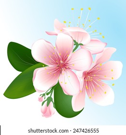 Blooming sakura isolated on blue background. Vector inflorescence of cherry.