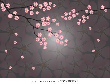 Blooming sakuraor cherry blossom on light background.