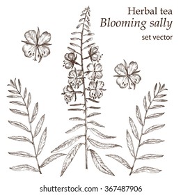  Blooming sally , botanical drawing. Herbal tea  set. Hand drawn.  Medicinal plant.