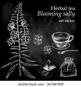  Blooming sally , botanical drawing. Herbal tea  set. Hand drawn.  Medicinal plant.  Chalkboard background.