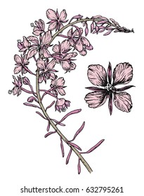 Blooming Sally. Botanical vector engraving illustration.