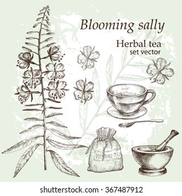  Blooming sally  plant botanical drawing. Medicinal plant. Herbal tea  set. Hand drawn. Grange background.