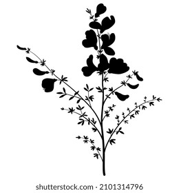 Blooming Scotch Broom branch. Common broom. Cytisus scoparius. Sarothamnus scoparius. Black silhouette on white background.