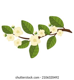 Blooming set of flowering apple or pear tree branches, flowers and green leaves for your design. Spring illustration, blossom vector decoration, isolated image