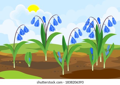 Blooming Siberian squill or Scilla siberica plants with blue flowers and green leaves growing from the ground on background of spring landscape