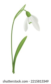 Blooming snowdrop flower with green leaf on white background realistic vector illustration