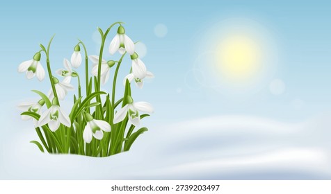 Blooming snowdrop flowers emerging from melting snow under soft sunlight. Fresh spring seasonal background symbolizing renewal, nature awakening, and early blossom.