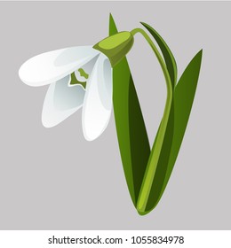 Blooming snowdrop isolated on grey background. Vector cartoon close-up illustration.