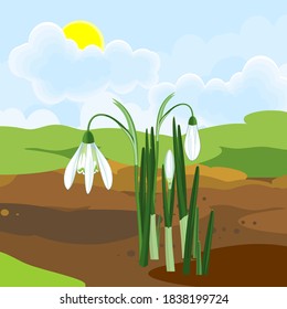 Blooming snowdrop plant with white flowers and green leaves growing from the ground on background of spring landscape