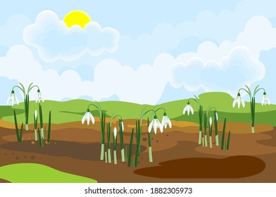 Blooming snowdrop plants with white flowers and green leaves growing from the ground on background of spring landscape