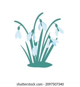 Blooming snowdrops in early spring. Vector clipart.