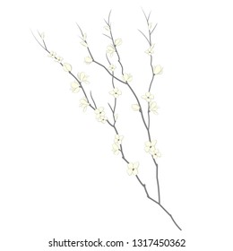 blooming spring branch