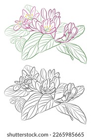 Blooming spring branch. Buds and leaves. Honeysuckle Tatar. Vector linear freehand drawing. Color and black and white options.