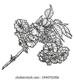 Blooming spring branch. Hand-drawn monochrome sketch in pen and ink. Black outlines of floral illustration on a white background.Botanical drawing for banner, poster, pattern and greeting card design.