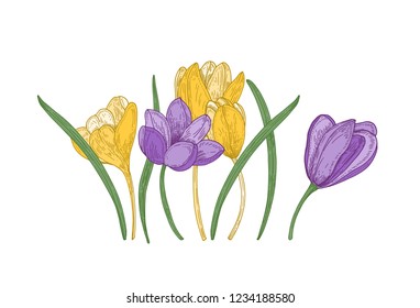 Blooming spring crocus flowers isolated on white background. Gorgeous seasonal garden flowering plant. Floral design element. Colorful realistic hand drawn vector illustration in vintage style.