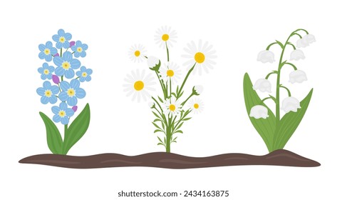 Blühende Frühlingsblumen wachsen auf dem Boden. Blühende Wildblumen von Myosotis sylvatica, Gänseblümchen oder Marguerite, Maiglöckchen. Set von zarten Wildblumen im flachen Stil. Vektorgrafik