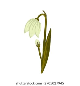 Flor floreciente de la gota de nieve de la primavera. Elementos botánicos simples. Gráficos de Vector.