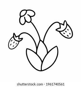 Blooming strawberries on twig. Vector illustration in style of child  doodle.