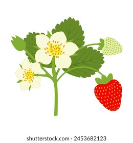 Blooming strawberry bush with ripening fruits, flowers and leaves. Isolated vector illustration