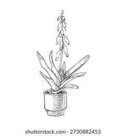 Una suculenta floración en un estilo gráfico. Imagen de una suculenta sobre un fondo blanco. Dibujo de Vector en blanco y negro. Gasteria floreciente. 