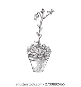 Una suculenta floración en un estilo gráfico. Imagen de una suculenta sobre un fondo blanco. Dibujo de Vector en blanco y negro. Echeveria floreciente. Una planta doméstica fácil de cuidar