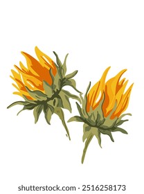 Blooming sunflower buds on a white background