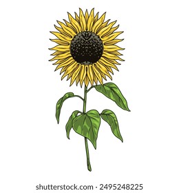 Blooming sunflower colorful detailed label with yellow petals around seeds for making natural vegetable oil vector illustration