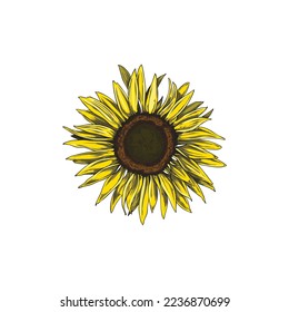 Blooming sunflower head, hand drawn sketch vector illustration isolated on white background. Plant part drawing in vintage style with engraving. Botanical element, concepts of nature and farming.