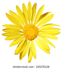 A blooming sunflower on a white background 