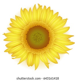 Blooming Sunflower in realistic style on white background. Vector illustration.