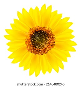 Ilustración vectorial realista de girasol floreciente aislada en fondo blanco.