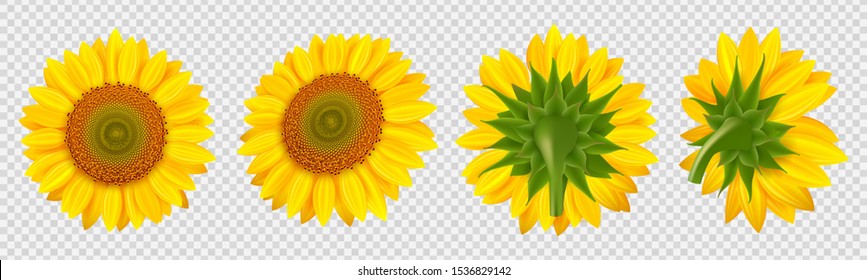 Free Transparent Background Realistic Sunflower Svg SVG PNG EPS DXF File