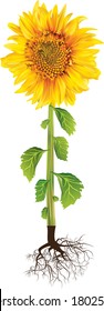 Blooming sunflower, stem, leaves, root isolated.