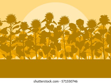 Blooming sunflowers field vector background landscape with sunset