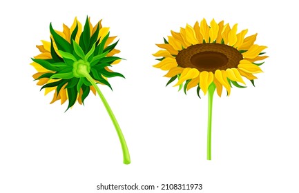 Blooming sunflowers set. Botanical floral design element. Eco organic product vector illustration