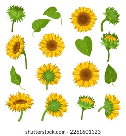 Blühende Sonnenblumenuntergänge. Gelbe Sommerblumen und grüne Blätter, Vektorgrafik