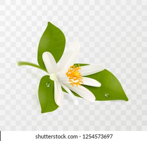 Blooming tangerine, white flower with yellow stamens and green leaves isolated on transparent background. Realistic Vector Illustration