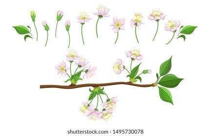 Blooming Tree Branches Set, Apple or Cherry Flower Blossom Stages, Pink Flower Flourish Process Vector Illustration