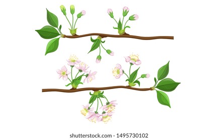 Blooming Tree Branches Set, Apple or Cherry Flower Blossom Stages Vector Illustration