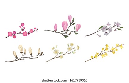 Blooming Tree Branches and Twigs with Tender Flower Buds Vector Set