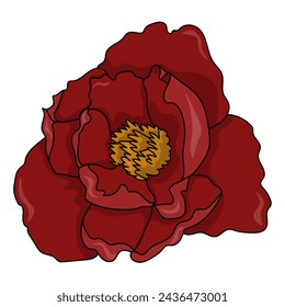 Blooming tree peony flower, hand drawn garden plant with outline and plum petals for design vector illustration