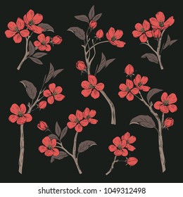 Blooming tree. Set collection. Hand drawn botanical red blossom branches on black background. Vector illustration.