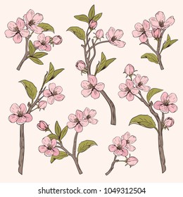 Blooming tree. Set collection. Hand drawn botanical pink blossom branches on beige background. Vector illustration.