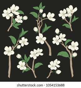Blooming tree. Set collection. Hand drawn botanical white blossom branches on black background. Vector illustration.
