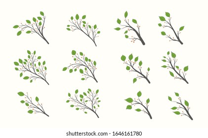 Blooming tree with a set of isolated branches with green leaves and berries on a light background