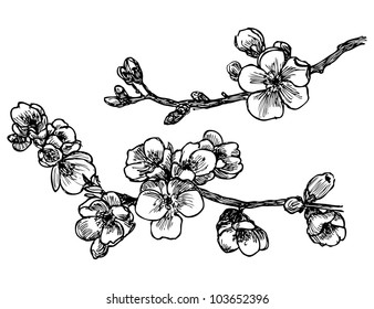 Blooming tree sketch in vector